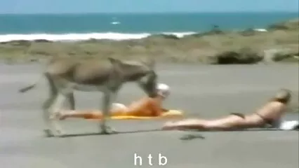 כנופיה